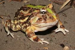 Ceratophrys aurita