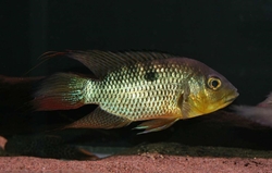 Chaetobranchus flavescens Wild Colombia XL Rare