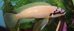 Chalinochromis brichardi