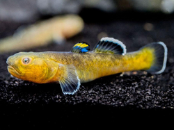 Chamidogobius eremius gold