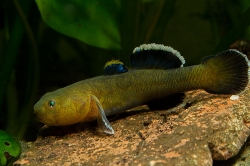 Chamidogobius eremius