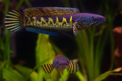 Channa aurantimaculata Wild "Golden snakehead"