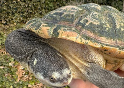 Chelodina parkerii