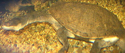 Chelodina reimanni