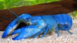 Cherax quadricarinatus - Cobalt blue