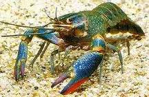 Cherax quadricarinatus-Blue Claw