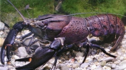 Cherax tenuimanus Marron Crayfish