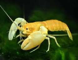 Cherax holthusi White/Yellow 