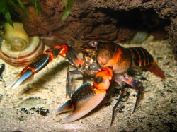 Cherax sp. Zebra Blue Kong