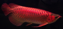 Scleropages formosus "Kalimantan Super Red" XL 
