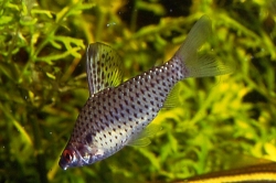 Chilodus punctatus