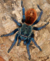 Chromatopelma cyaneopubescens