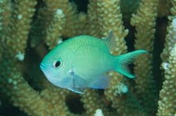 Chromis viridis - Sapín zelený 