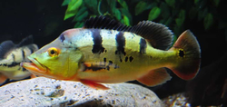 Cichla monoculus L