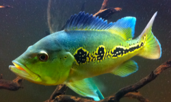 Cichla orinocensis