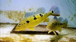 Cichla pinima L