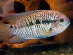 Cichlasoma dimerus