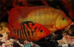 Cichlasoma festae REAL