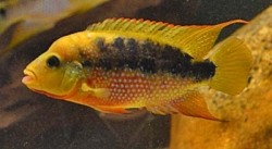 Cichlasoma istlanum EU breed  samice