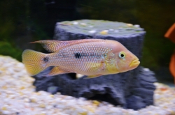 Cichlasoma istlanum EU breed samec