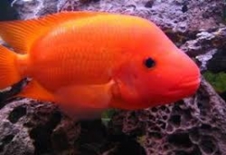 Cichlasoma labiatum red 