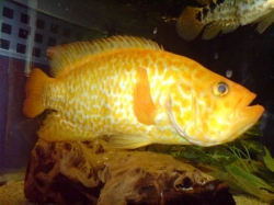 Cichlasoma managuense Gold