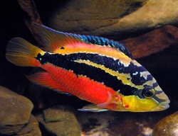 Cichlasoma salvini "Red"