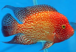 Cichlasoma sp. Flowerhorn Golden Red Texas Full color 