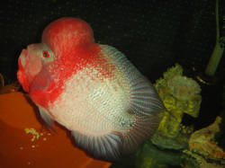 Cichlasoma sp. Flowerhorn Golden Red Eruption