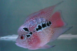 Cichlasoma sp. Flowerhorn Luohan Super Red Short Body NEW