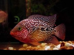 Cichlasoma sp. Flowerhorn Red Texas start color