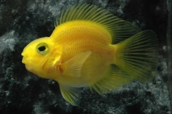 Cichlasoma sp. Parrot Color Yellow