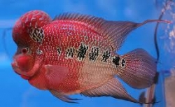 Cichlasoma sp.Flowerhorn Super Red Dragon