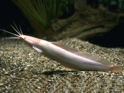 Clarias batrachus gold/albino 