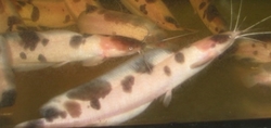 Clarias batrachus gold/albino-black