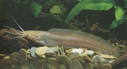 Clarias liocephalus