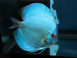 Symphysodon sp. Cobalt Blue Thailand ML- Terčovec kobaltově modrý