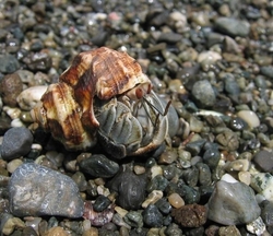 Coenobita compressum - painted shells