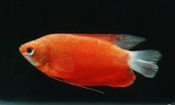 Colisa chuna red