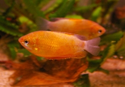 Colisa labiosa orange