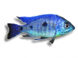 Copadichromis verdunji deep blue