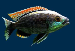 Copadichromis virginalis Fire crest