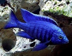 Copadichromis azureus 4-5 cm
