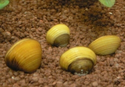 Corbicula sp. gold