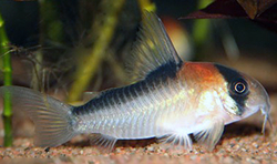 Corydoras adolfoi