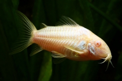 Corydoras aeneus albin