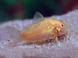 Corydoras aeneus neon albin 2 - 3 cm