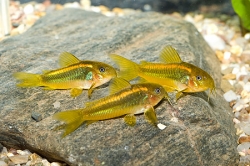 Corydoras aeneus peru gold strip