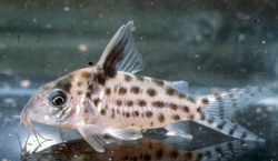 Corydoras agassizii