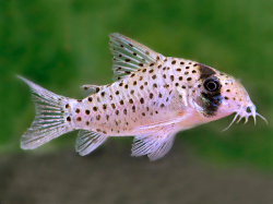 Corydoras atropersonatus